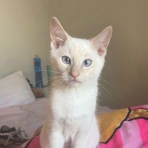 Meet your Posher, Vicky